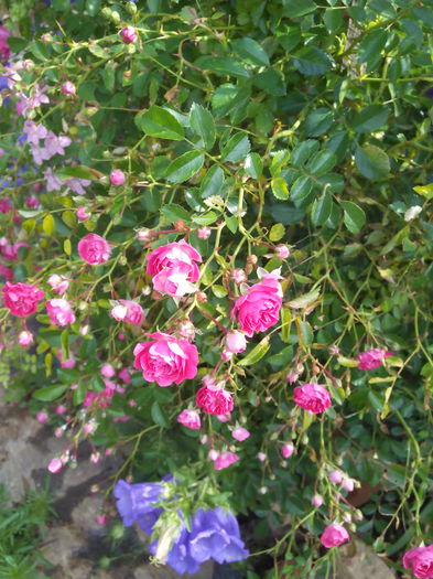 IMG_20150605_083539 - Trandafiri 2015