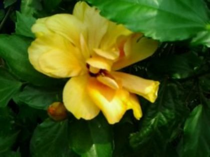 Fotografie5143 - Hibiscusi 1