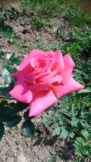 DSC_1275 - TRANDAFIRI 2015 I