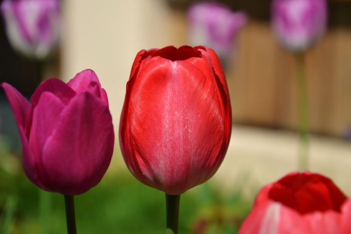 DSC_0055 - I - Spring 2015