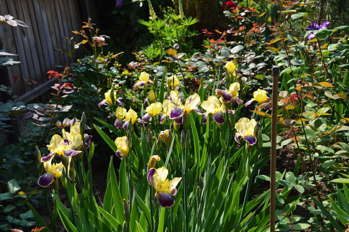 DSC_0345 - I - Spring 2015