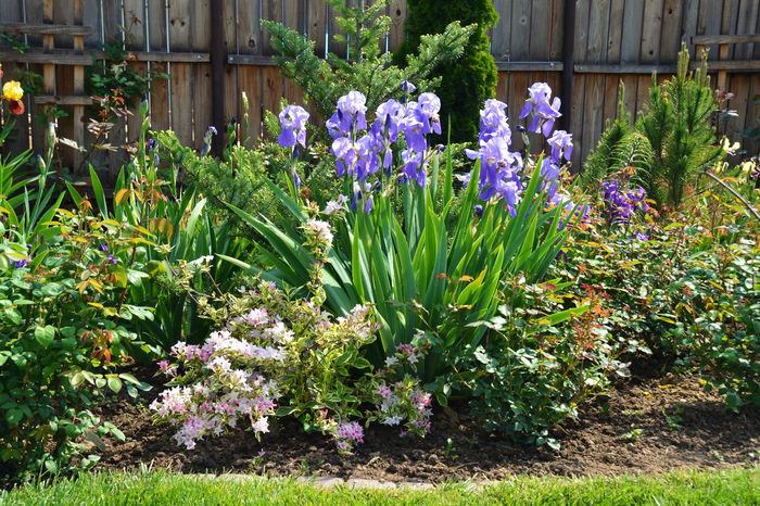 DSC_0348 - I - Spring 2015