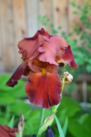 DSC_0546 - I - Spring 2015