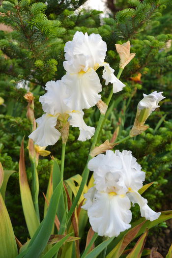 DSC_0547 - I - Spring 2015