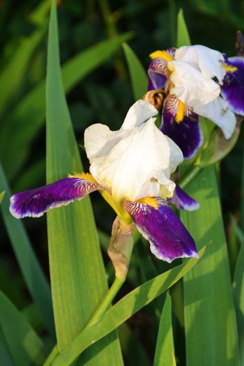 DSC_0549 - I - Spring 2015