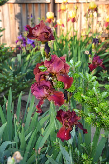 DSC_0551 - I - Spring 2015