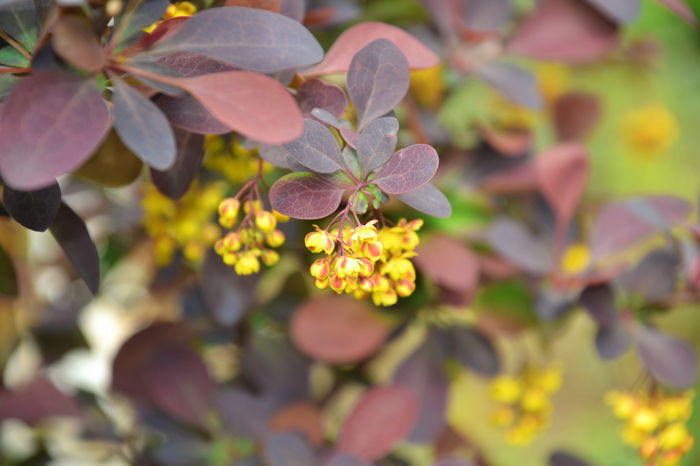 DSC_0106 - I - Spring 2015