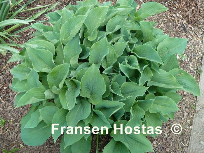 Blue Boy - Hostas