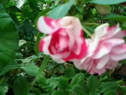 Fotografie5168 - alte flori 2