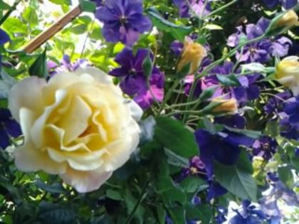 Fotografie5091 - alte flori 2