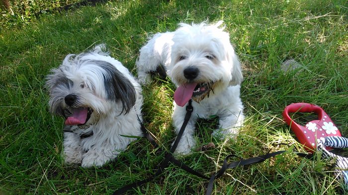 DSC_1205 - Fritz  Bella  Mimi