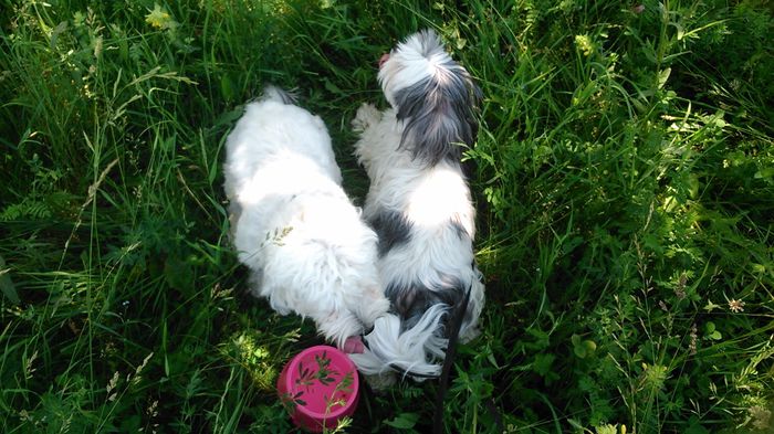 DSC_1220 - Fritz  Bella  Mimi