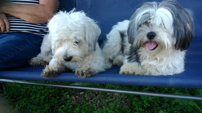 DSC_1281 - Fritz  Bella  Mimi