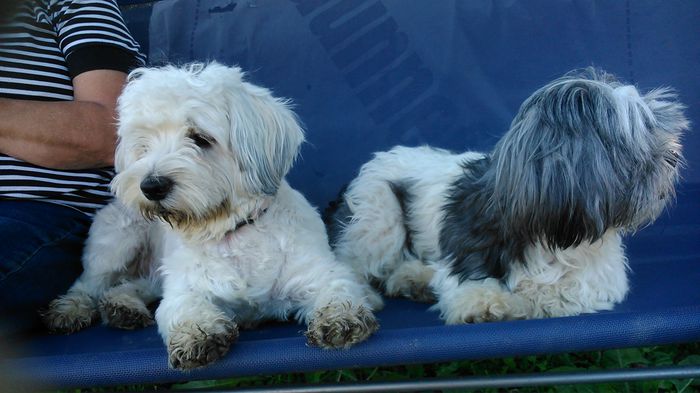 DSC_1284 - Fritz  Bella  Mimi