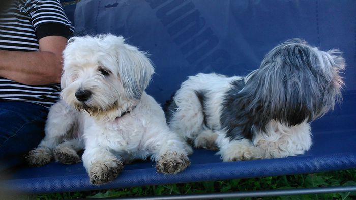 DSC_1285 - Fritz  Bella  Mimi