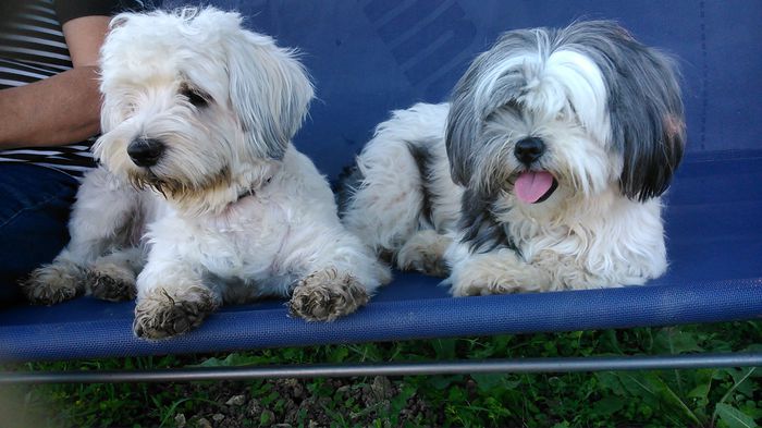 DSC_1286 - Fritz  Bella  Mimi