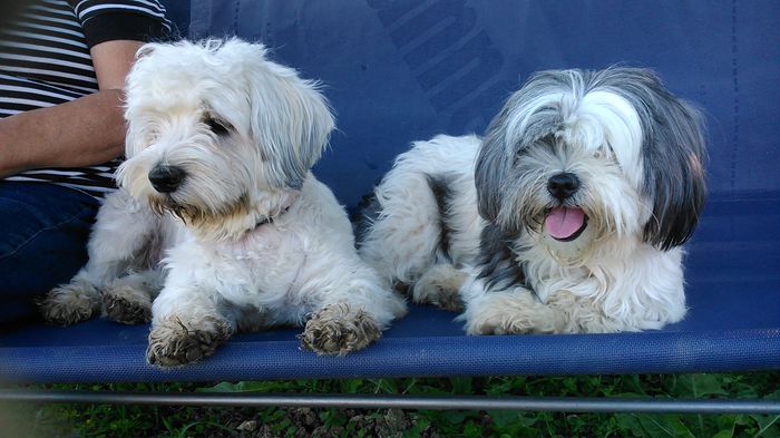 DSC_1287 - Fritz  Bella  Mimi