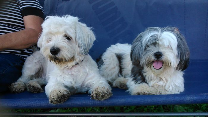 DSC_1288 - Fritz  Bella  Mimi