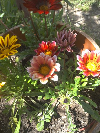 WIN_20150530_145947 - Flori din gradina si curtea noastra