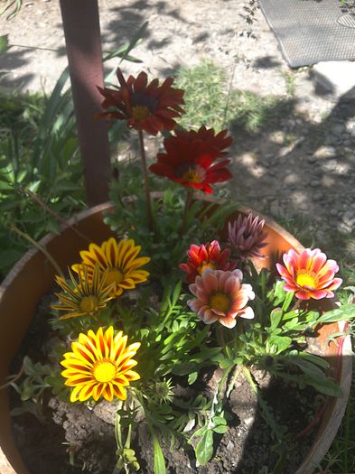 WIN_20150530_145935 - Flori din gradina si curtea noastra