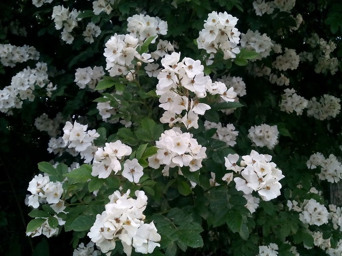 Rosa Wichuraiana - 2015 Trandafiri I