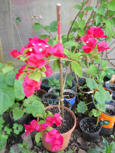 DSCN9757 - Flori apartament