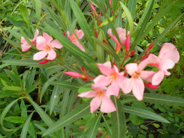 Tito Poggi - Flori apartament