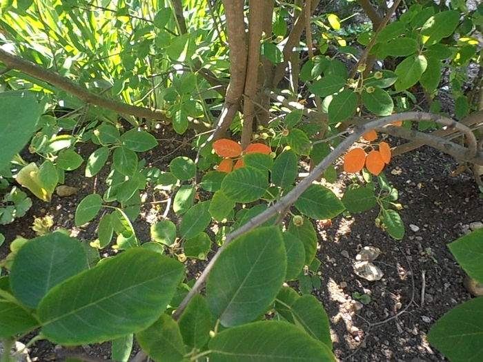 P6030345