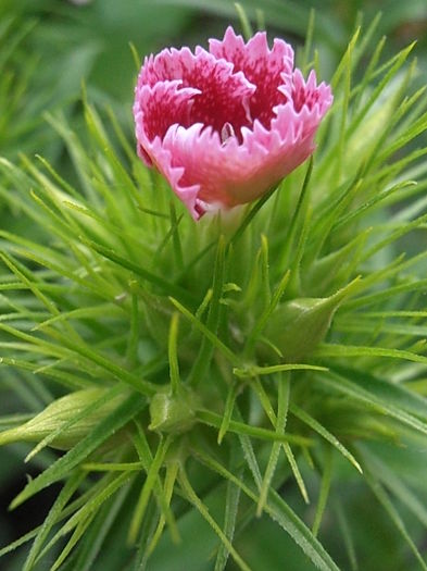 P6050561