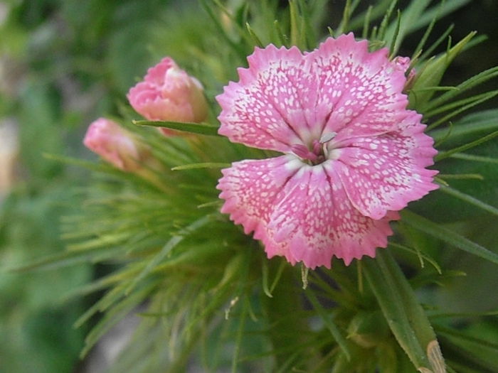 P6050574