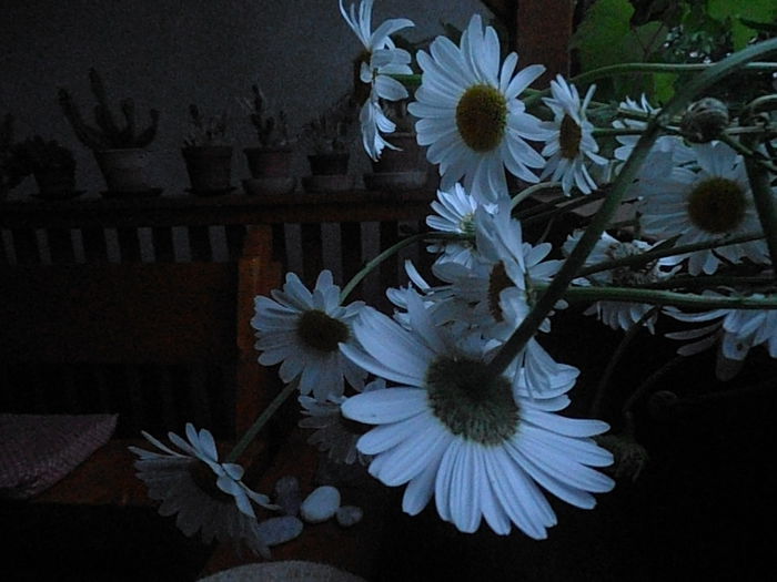 P6050731