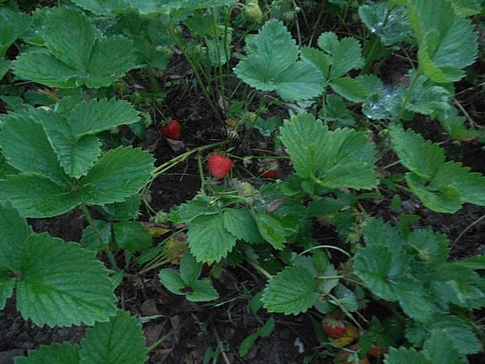 P6050719