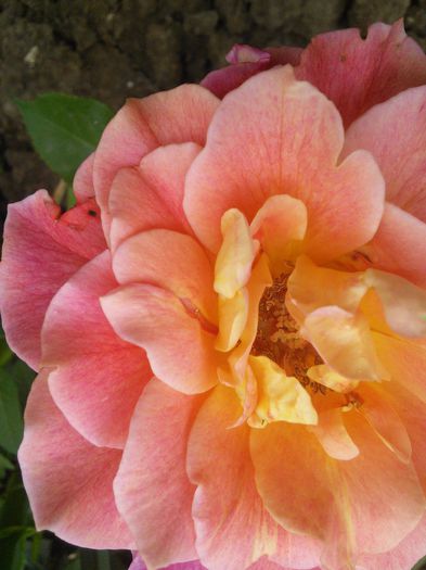 IMG_20150516_153610 - trandafiri in doua  culori