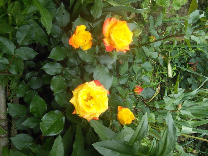 IMG_20150516_153549 - trandafiri in doua  culori