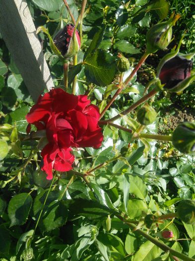 IMG_20150523_085446 - trandafiri mei 2015