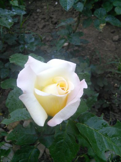 IMG_20150525_073337 - trandafiri mei 2015