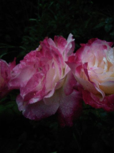 IMG_20150528_205741 - trandafiri in doua  culori