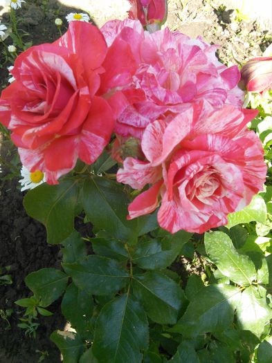 IMG_20150601_085832; helena
