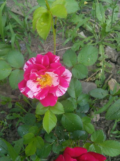 IMG_20150525_073253; helena
