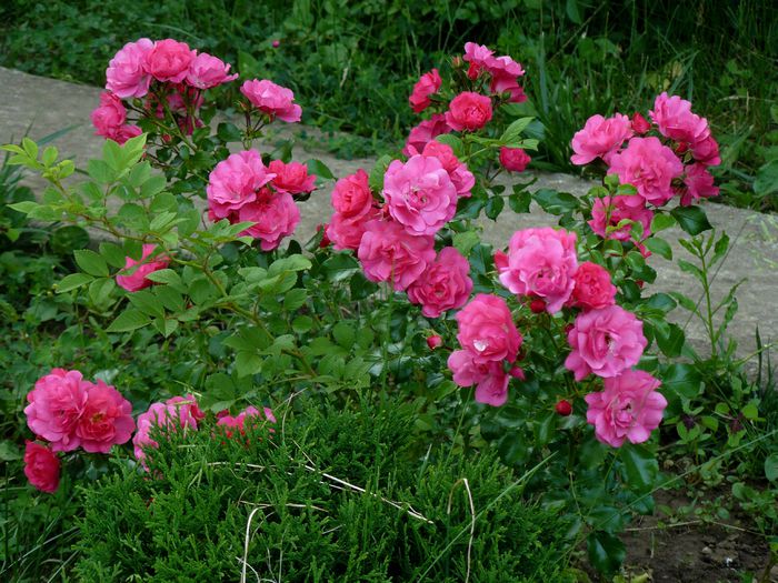 Heidetraum