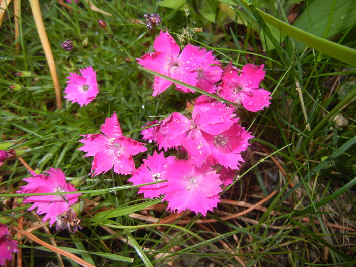 Dianthus Kahori (2015, May 24)