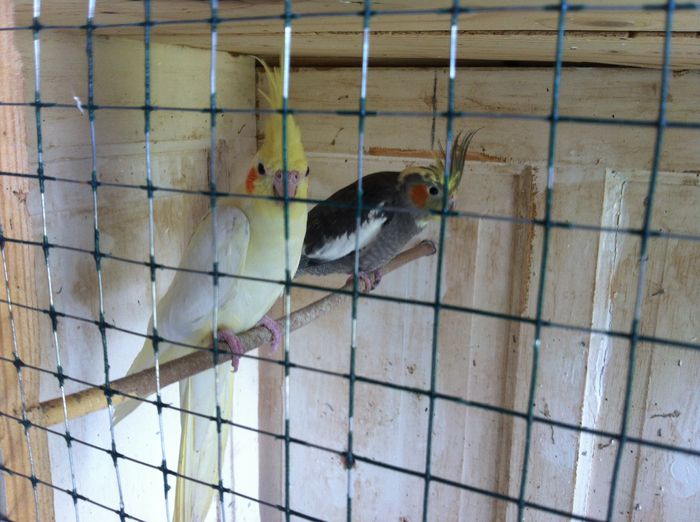 Perechea 1 (2015) - 2-1 NIMFE