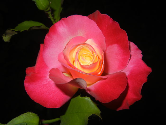 2015, May 24 - 04_ROSES