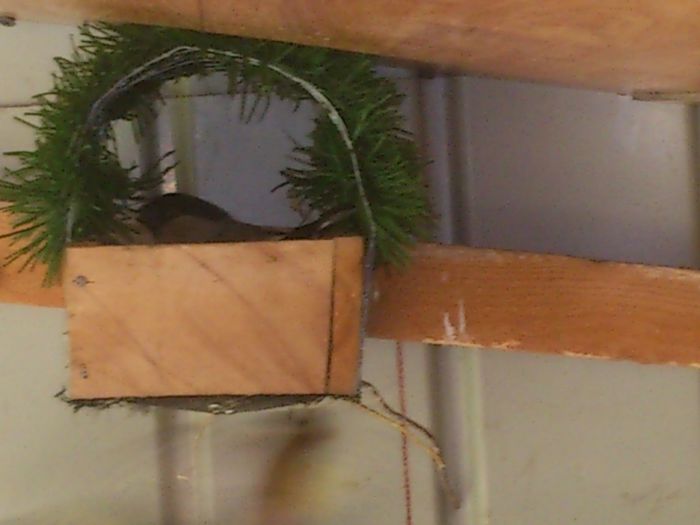 DSC_0090 - pasari in volier