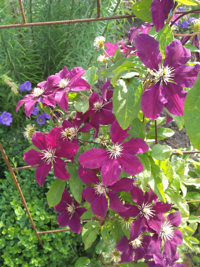 clematita mov - Clematita luni mai 2015