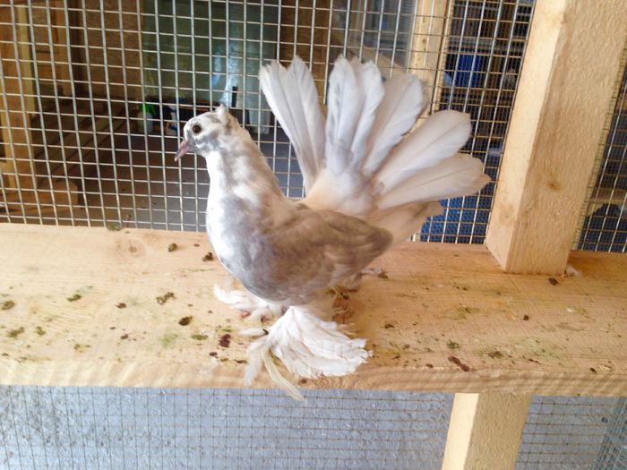 image - TINERET 2022