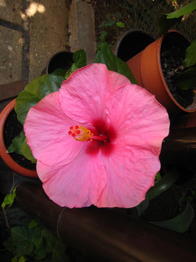 IMG_9364 - HIBISCUS ADONICUS PINK-pierdut