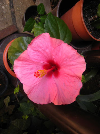 ADONICUS PINK - HIBISCUS ADONICUS PINK-pierdut