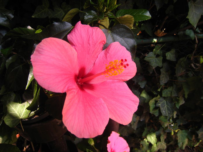 IMG_9371 - HIBISCUS CAIRO ROSA