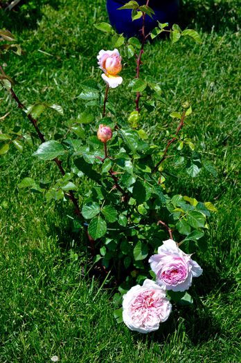 mai 2015 - anul 1 - Abraham Darby